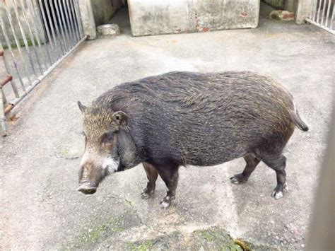 豬住的地方叫什麼|台灣山豬